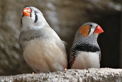 Gray and black birds
